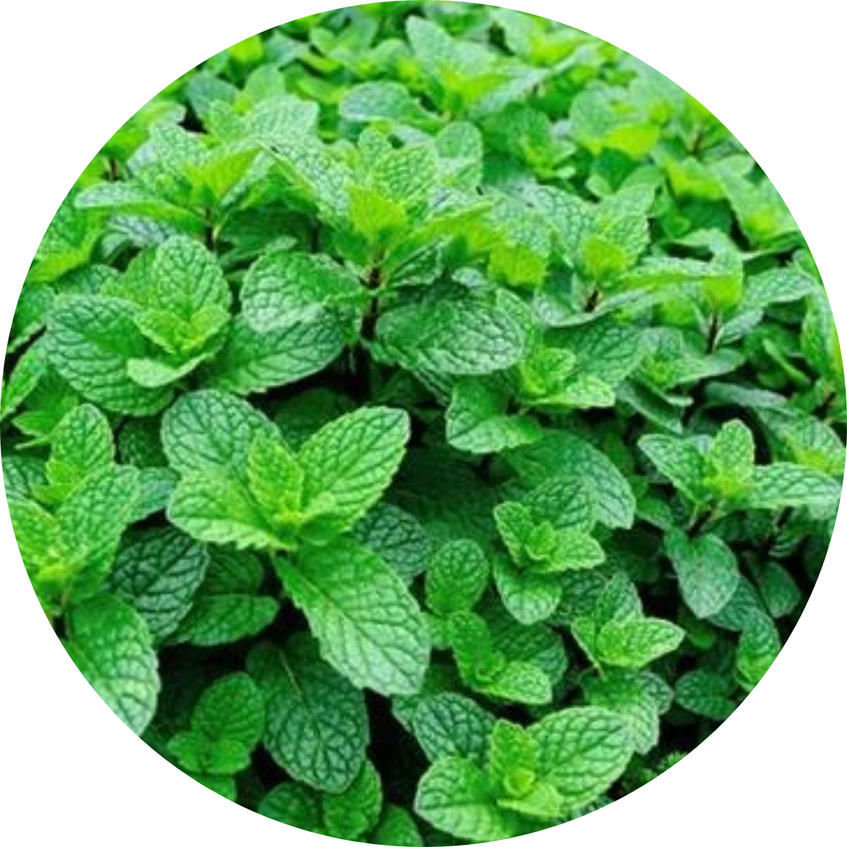 Menthol and Camphor